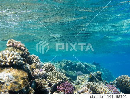 Tranquil underwater scene with copy space Tranquil underwater scene with copy space 141468592