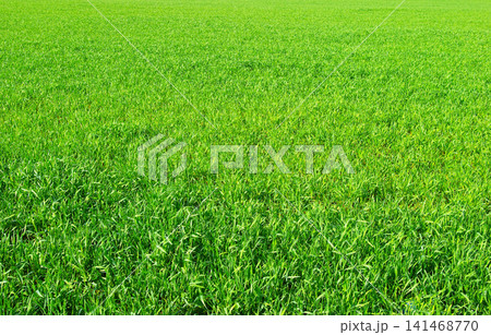 Green grass texture from a field Green grass texture from a field 141468770