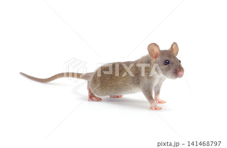 rat isolated on white background 141468797