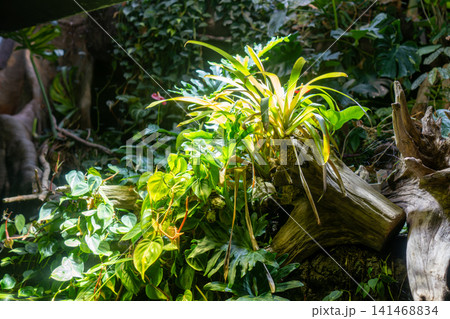木漏れ日に輝く観葉植物と水面のリフレクション 木漏れ日に輝く観葉植物と水面のリフレクション 141468834