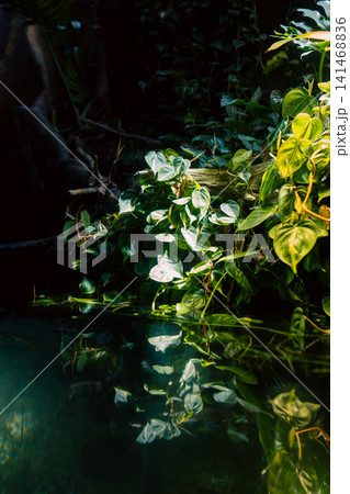 木漏れ日に輝く観葉植物と水面のリフレクション 木漏れ日に輝く観葉植物と水面のリフレクション 141468836