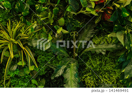 Lush Tropical Green Living Wall Filled With Vibrant Decorative Indoor Plants Everywhere Lush Tropical Green Living Wall Filled With Vibrant Decorative Indoor Plants Everywhere 141469491
