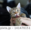 Playful tabby kitten biting hand with paws up 141470151