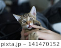 Playful tabby kitten biting a hand and playing with paws up 141470152