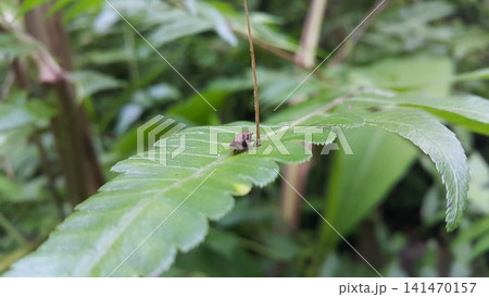 Froghopper perched on a green leaf. Shot in the forest Froghopper perched on a green leaf. Shot in the forest 141470157
