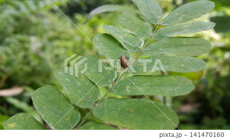 Froghopper perched on a green leaf. Shot in the forest 141470160