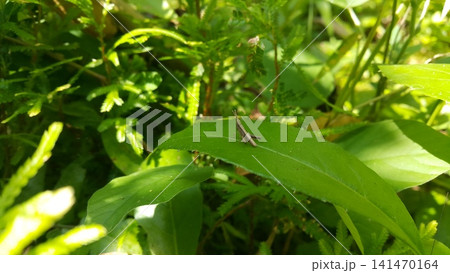 A young image of brown grasshopper is standing on a leaf. Shot in jungle. A young image of brown grasshopper is standing on a leaf. Shot in jungle. 141470164