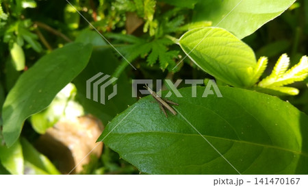 A young image of brown grasshopper is standing on a leaf. Shot in jungle. A young image of brown grasshopper is standing on a leaf. Shot in jungle. 141470167