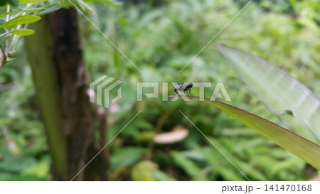 Hermetia illucens sitting on a leaf. Black Soldier Fly, a species of Soldier flies. Also as known as American Soldier Fly. Hermetia illucens sitting on a leaf. Black Soldier Fly, a species of Soldier flies. Also as known as American Soldier Fly. 141470168