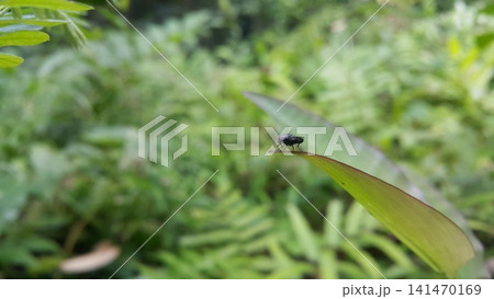Hermetia illucens sitting on a leaf. Black Soldier Fly, a species of Soldier flies. Also as known as American Soldier Fly. Hermetia illucens sitting on a leaf. Black Soldier Fly, a species of Soldier flies. Also as known as American Soldier Fly. 141470169