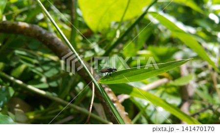 Hermetia illucens sitting on a leaf. Black Soldier Fly, a species of Soldier flies. Also as known as American Soldier Fly. Hermetia illucens sitting on a leaf. Black Soldier Fly, a species of Soldier flies. Also as known as American Soldier Fly. 141470170