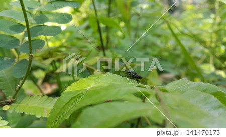 Hermetia illucens sitting on a leaf. Black Soldier Fly, a species of Soldier flies. Also as known as American Soldier Fly. Hermetia illucens sitting on a leaf. Black Soldier Fly, a species of Soldier flies. Also as known as American Soldier Fly. 141470173
