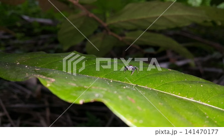 Blue jumping spider, Perched on a leaf. Blue jumping spider, Perched on a leaf. 141470177