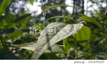 closeup nature view of green leaf background. Flat lay, dark nature concept, tropical leaf 141470197