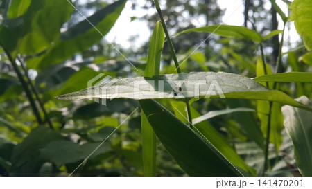closeup nature view of green leaf background. Flat lay, dark nature concept, tropical leaf 141470201