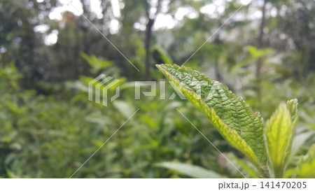 closeup nature view of green leaf background. Flat lay, dark nature concept, tropical leaf closeup nature view of green leaf background. Flat lay, dark nature concept, tropical leaf 141470205