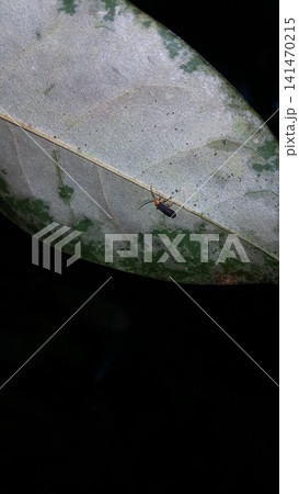 Firefly, Tribe Resthenini, Macromalthinus brasiliensis, Phytoecia affinis. 141470215