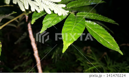 Thorny leaves background. Shot in the forest. Nature wallpaper. Ehretia acuminata, Critonia sexangularis, Leaf Katydid, Cycloptera speculat, Xylosma chlorantha. Thorny leaves background. Shot in the forest. Nature wallpaper. Ehretia acuminata, Critonia sexangularis, Leaf Katydid, Cycloptera speculat, Xylosma chlorantha. 141470224