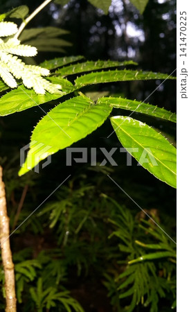 Thorny leaves background. Shot in the forest. Nature wallpaper. Ehretia acuminata, Critonia sexangularis, Leaf Katydid, Cycloptera speculat, Xylosma chlorantha. Thorny leaves background. Shot in the forest. Nature wallpaper. Ehretia acuminata, Critonia sexangularis, Leaf Katydid, Cycloptera speculat, Xylosma chlorantha. 141470225