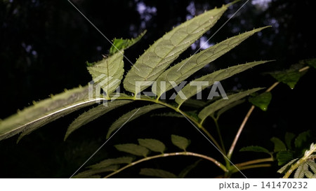 Thorny leaves background. Shot in the forest. Nature wallpaper. Ehretia acuminata, Critonia sexangularis, Leaf Katydid, Cycloptera speculat, Xylosma chlorantha. Thorny leaves background. Shot in the forest. Nature wallpaper. Ehretia acuminata, Critonia sexangularis, Leaf Katydid, Cycloptera speculat, Xylosma chlorantha. 141470232