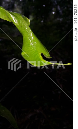 Nature wallpaper. Light green leaves background. Shot in jungle. 141470236
