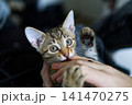 Funny tabby kitten licking a finger with wide eyes 141470275