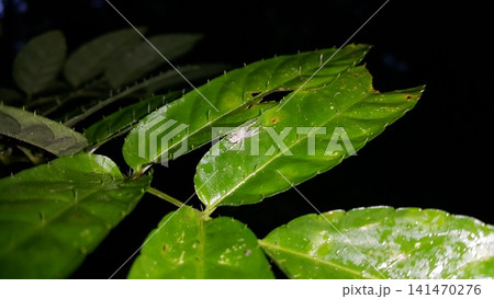 Heteropoda boiei, Lichen Huntsman Spider, Hersilia, Infraorder Araneomorphae, True Spiders, Bronze Hopper Helpis minitabunda, jumping spider. 141470276