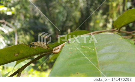 Blowfly, carrion fly, black fly sitting on a green leaf. Natural background. Blowfly, carrion fly, black fly sitting on a green leaf. Natural background. 141470298