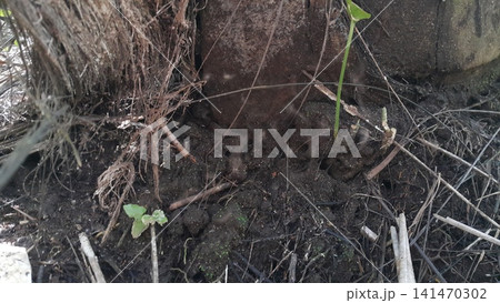 Centipedes are invertebrates belonging to the class Chilopoda, in the phylum arthropods. It is a legged animal found in the humid tropics. Lives on land. 141470302