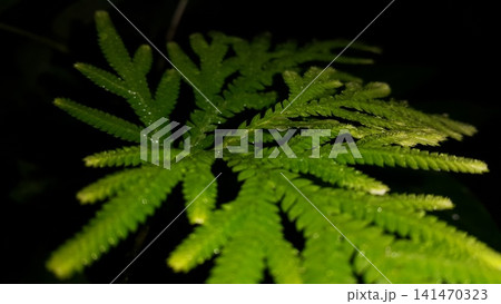 Very beautiful background of Selaginellaceae leaves. Nature Wallpaper. Shot in the forest at night. 141470323