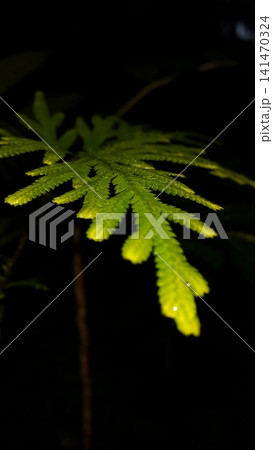 Very beautiful background of Selaginellaceae leaves. Nature Wallpaper. Shot in the forest at night. 141470324