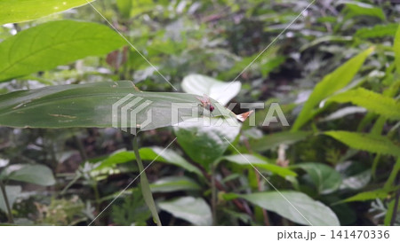 Musca domestica, subordo Cyclorrhapha. Insect fly with red eyes and has thin wings perched on green leaves, this type is often seen flying in the kitchen. Musca domestica, subordo Cyclorrhapha. Insect fly with red eyes and has thin wings perched on green leaves, this type is often seen flying in the kitchen. 141470336