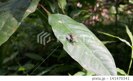 Musca domestica, subordo Cyclorrhapha. A red-eyed flying insect scratches its head perched on green leaves, this type is often seen flying in the kitchen. 141470341