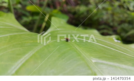 Aphrophoridae perched on fresh green leaves. Shot in the forest. This spittlebug is also known as a froghopper. Clovia eximia a species of Cercopidae. Liorhina loxosema. 141470354