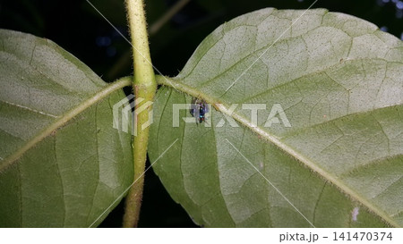 Thiania bhamoensis, metallic blue jumping spider on the green leaves. Elegant Golden Jumper, Chrysilla volupe, jumping spider, Genus Sidusa. jumping spiders of the Family Salticidae 141470374