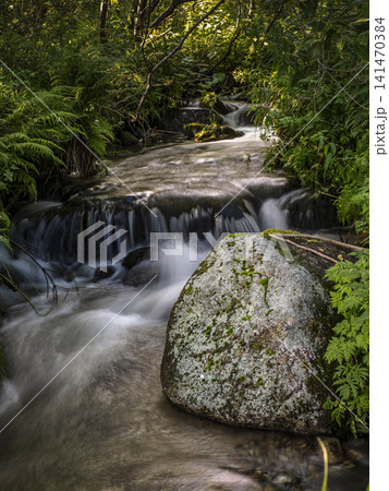 Mossy Rock Beside Flowing Forest Stream With Small Waterfall and Lush Greenery Mossy Rock Beside Flowing Forest Stream With Small Waterfall and Lush Greenery 141470384