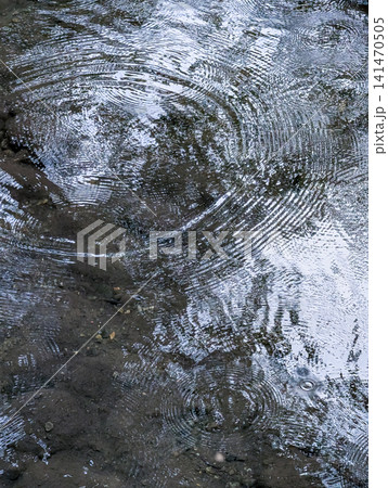 雨が水面に描く美しい波紋と反射模様/自然の静けさを表現した背景素材 雨が水面に描く美しい波紋と反射模様/自然の静けさを表現した背景素材 141470505