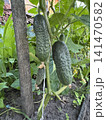 Fresh Organic Cucumbers Growing on a Vine in a Sunny Garden 141470582