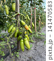 Unripe Plum Tomatoes Ripening on Staked Vines in an Organic Garden 141470583