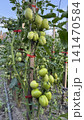Unripe Green Tomatoes Growing on Vines in a Sunny Garden 141470584