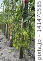 Green Tomatoes Ripening on Vine in a Sunny Outdoor Garden 141470585