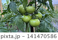 Fresh Green Tomatoes Thriving on Vine in a Lush Garden 141470586