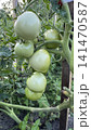 Fresh Green Unripe Tomatoes Growing Organically on a Garden Vine 141470587