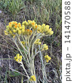 Vibrant Yellow-Orange Wild Flower with Fuzzy Stem in Natural Grassland 141470588