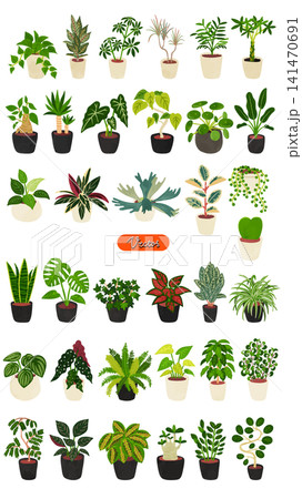 観葉植物36種類のセット 水彩風手描きベクターイラスト 観葉植物36種類のセット 水彩風手描きベクターイラスト 141470691