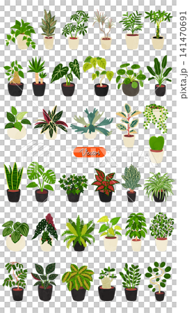 観葉植物36種類のセット 水彩風手描きベクターイラスト 観葉植物36種類のセット 水彩風手描きベクターイラスト 141470691