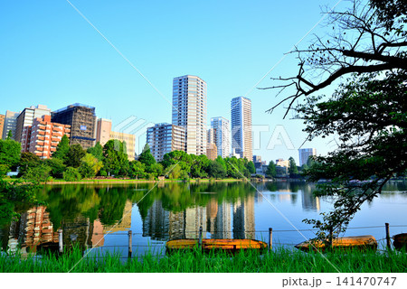上野恩賜公園、不忍池　ボート池と高層マンション群 141470747