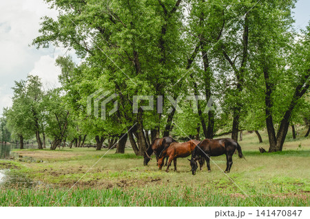 Horses grazing near river in natural landscape Horses grazing near river in natural landscape 141470847