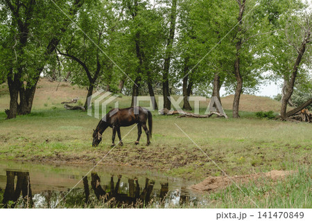Peaceful nature scene with healthy horse in vibrant outdoor environment. Peaceful nature scene with healthy horse in vibrant outdoor environment. 141470849