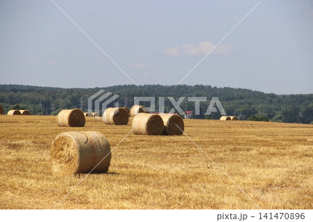 Harvested wheat field with scattered round straw bales across golden farmland under summer sky Harvested wheat field with scattered round straw bales across golden farmland under summer sky 141470896